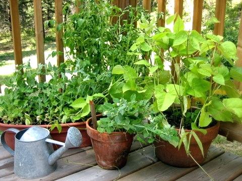 Догляд за садом - терапія для голови